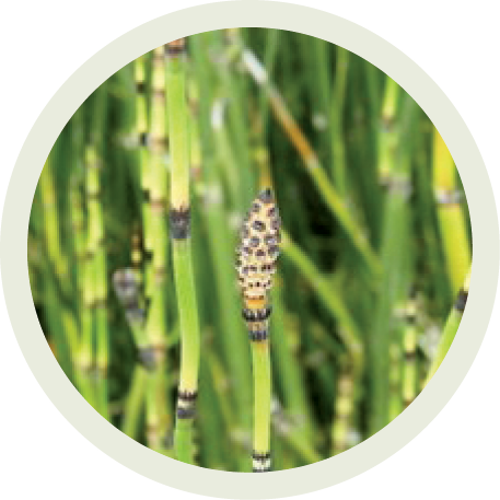 Rough horsetail 