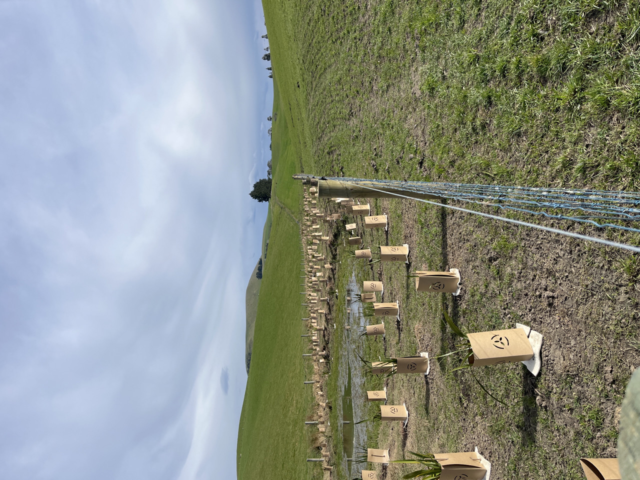 Fencing and planting efforts in the catchment