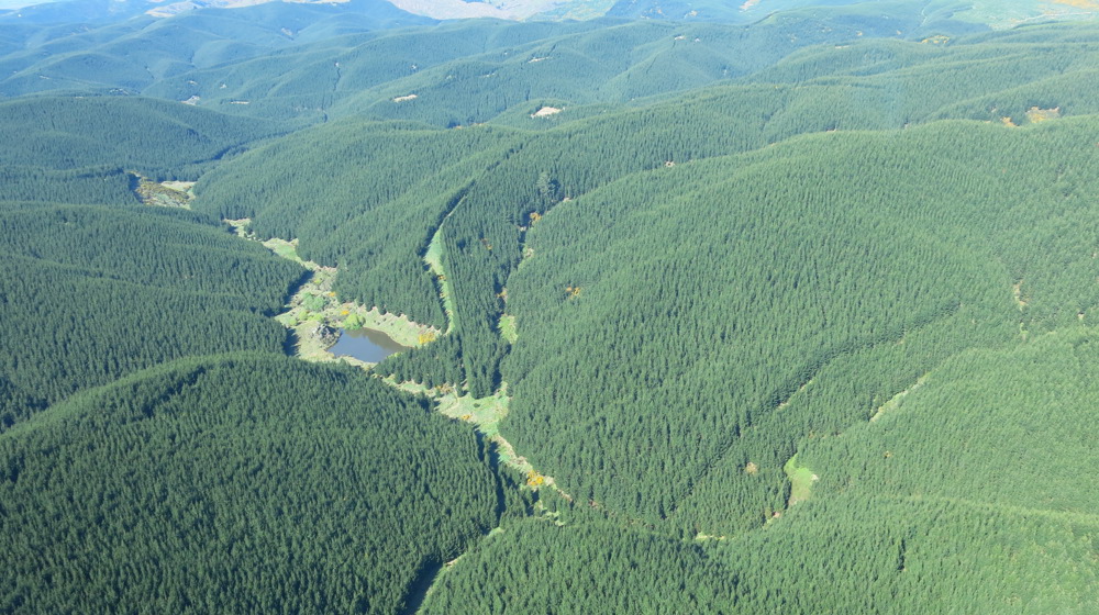 Forestry Is The Predominant Land Use In Te Hakapupu Catchment