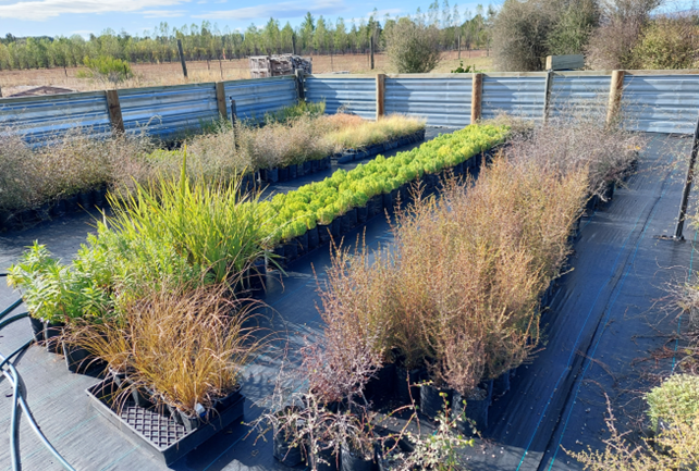 Haehaeata Natural Heritage Charitable Trust Central Otago Planting Projects For Biodiversity 2023 Photo Simon Park