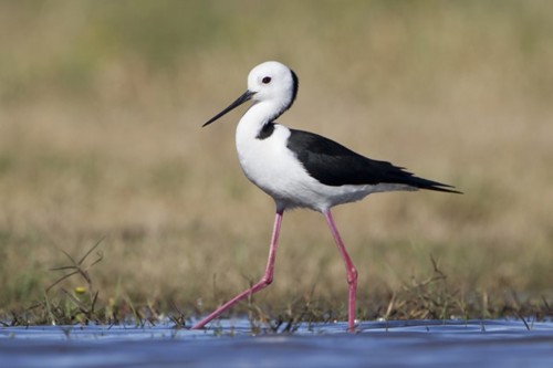 Poaka / pied stilt (himantopus leucocephalus)