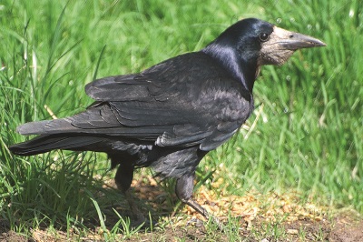 A Rook