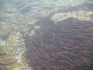 Phormidium in the Lindis River