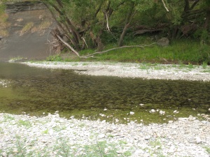 Phormidium in the Lower Waianakarua River