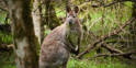 Wallaby.jpg (1)