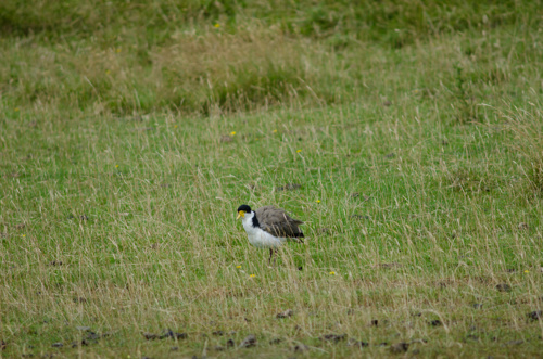 Spur Winged Plover Vanellus Miles Novaehollandiae Hoopers Inlet Otago Peninsula Adobestock 410168077