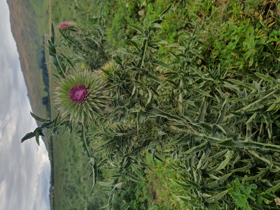 Nodding Thistle 3 Generally 0.5–1.5 M Tall
