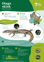 Orc Otago Skink A4 2024