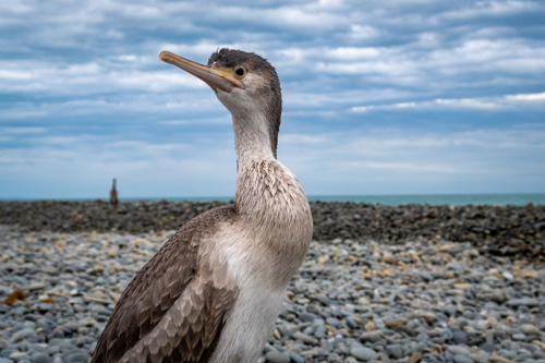 Spotted Shag Bird Stictocarbo Punctatus Adobestock 246059225