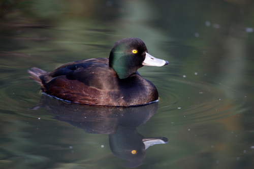 New Zealand Scaup, Aythya Novaeseelandiae Adult Bird Adobestock 56804989