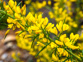 Gorse Flowers (Ulex Europaeus) Adobestock 407073516