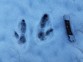 Bennetts Wallaby Footprints In Snow