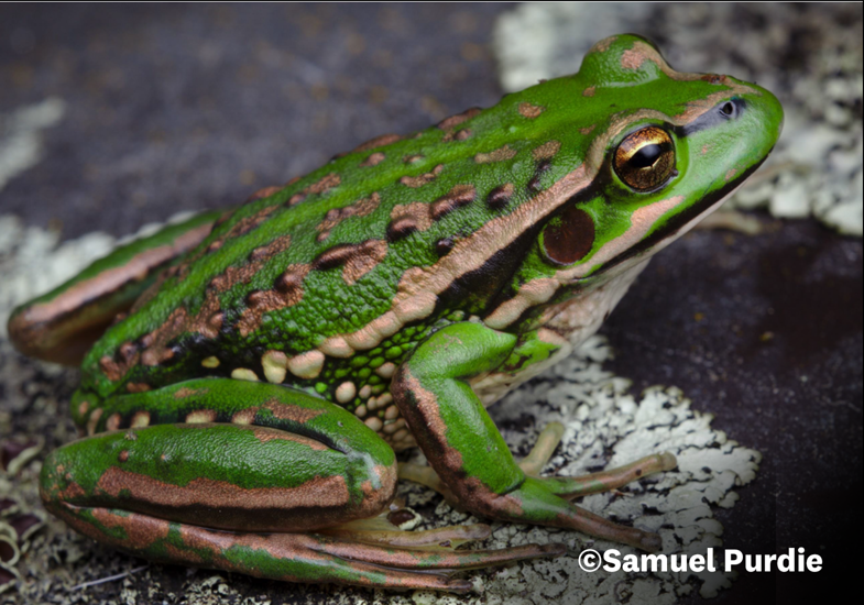 Southern Tree Frog Ranoidea Raniformis Regionally Introduced And Naturalised Photograph By Samuel Purdie