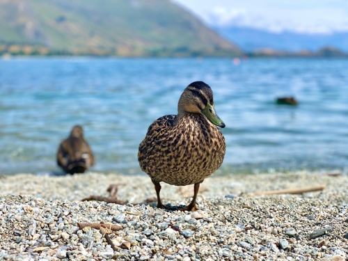 New Zealand Grey Duck On The Lake Wanka Shore Bird Adobestock 677957973