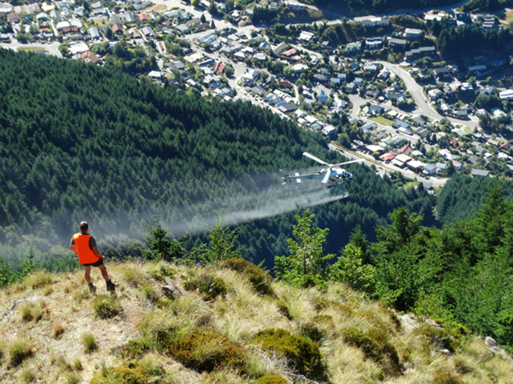 Helicopter-spraying-wild-conifers-fernhill-queenstown.jpg