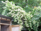 old man's beard OMB-growing-up-a-shed.jpg