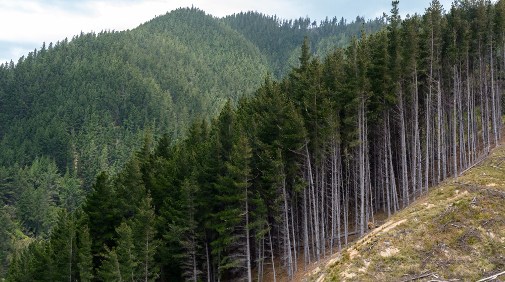 Forestry Section In Port Underwood, South Island Adobestock 194231450