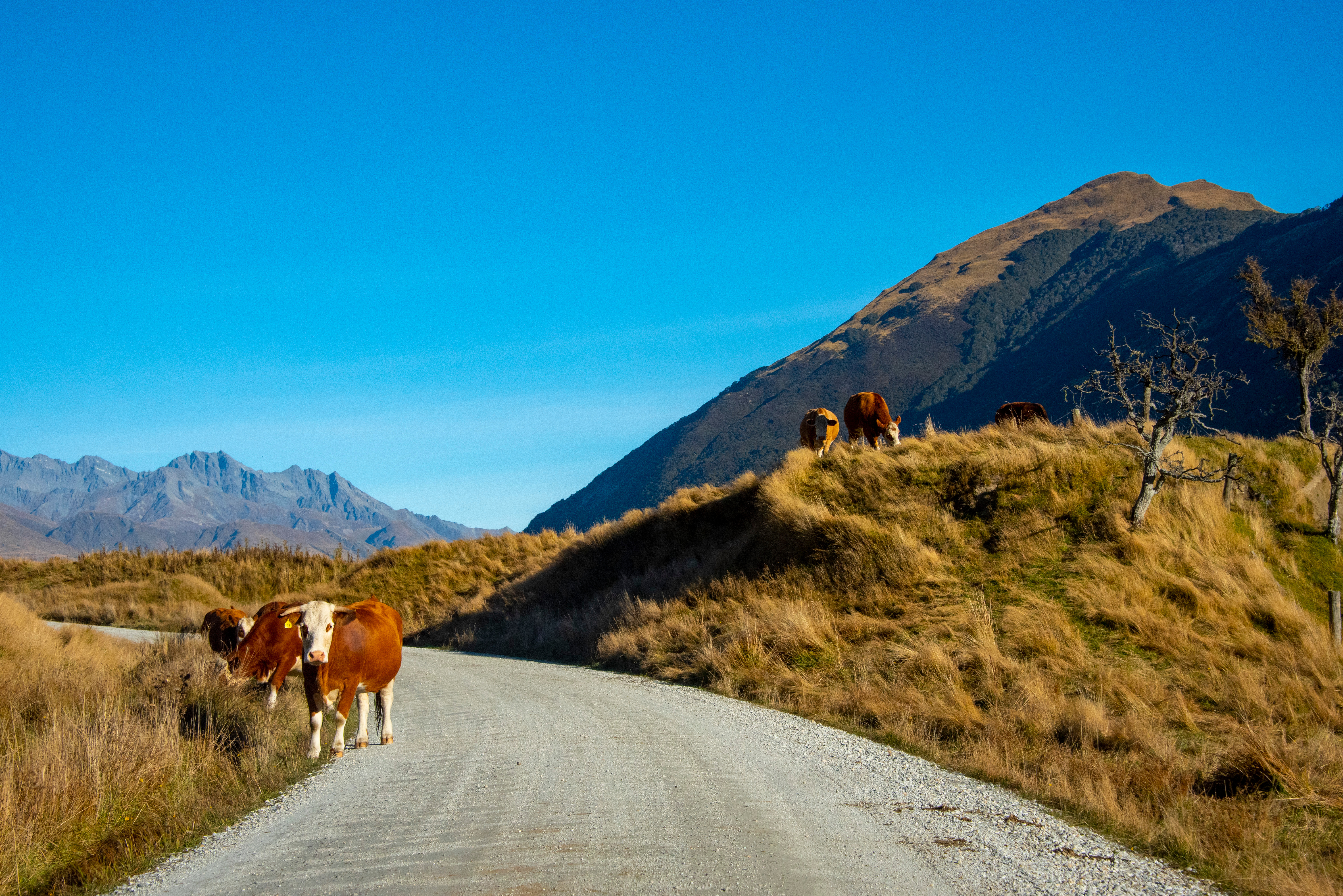 Glenorchy Paradise Road Cattle Cow Adobestock 906379077
