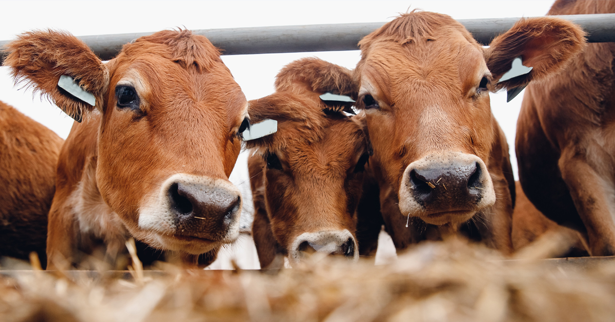 Dairyeffluentcow4 1200