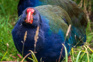 Takahe At Orokonui Ecosanctuary Adobestock 347070777