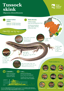 ORC Tussock Skink A4 2024 (1)
