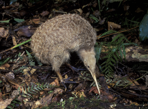 Little Spotted Kiwi Bird Adobestock 102271954