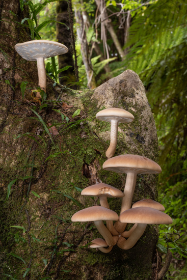 Group Of Tawaka, Or Poplar Mushrooms (Cyclocybe Parasitica) Growing On A Tree Trunk In A New Zealand Forest Adobestock 896986970