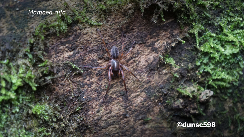 Mamoea Rufa Photo 428865552, (C) Dunsc598, Some Rights Reserved (CC BY NC) Inaturalist