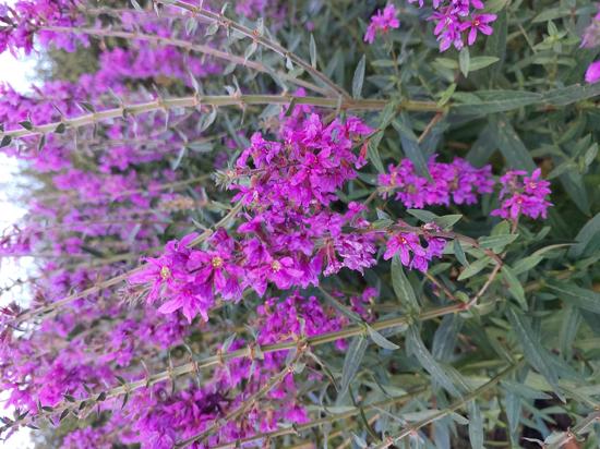 Purple Loosestrife Flowers Photo Kirk Robertson