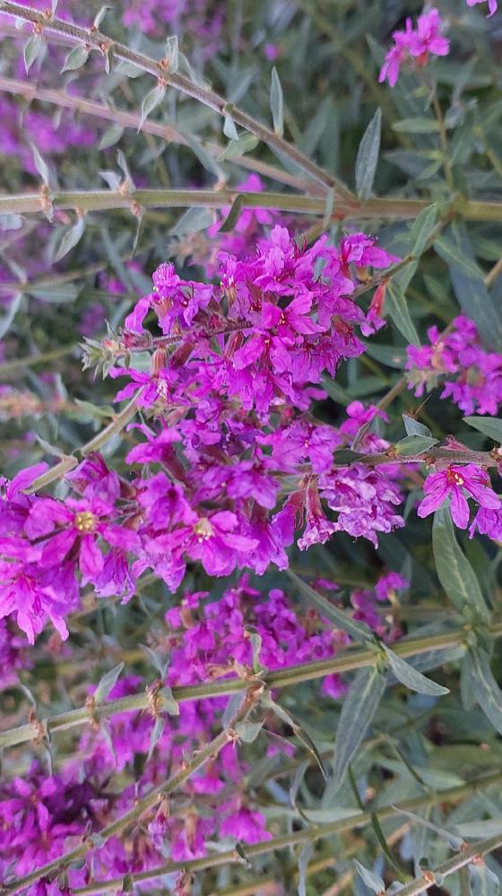 Purple Loosestrife Flowers Photo Kirk Robertson