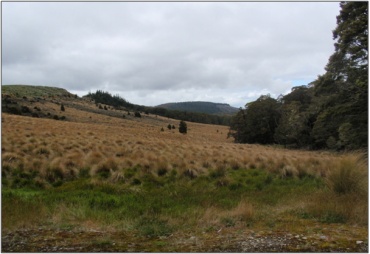 Blackcleugh Burn Swamp (December 2009)