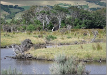 Kahikatea and silver beech remnants in the Catlins River Wetland (March 2010)