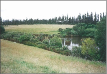 Cheetwood Road Wetlands (2000)