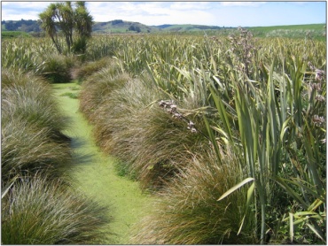 East Benhar Swamp (November 2007)