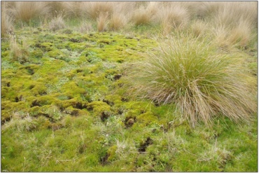 Lake Luella Fen Complex (February 2011)