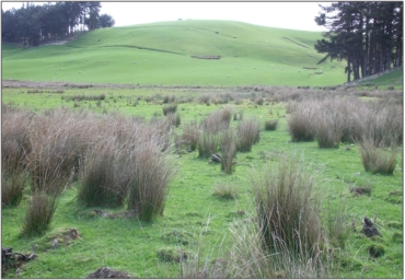 Stirling Marsh Complex (October 2009)