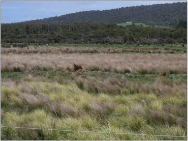 Stuarts Marsh (2009)