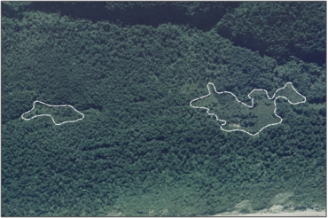 Aerial view of Tahakopa Bay Podocarp Swamp (March 2006)