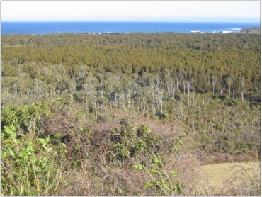 Tahakopa Bay Podocarp Swamp  (August 2006)