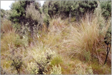 Tahakopa River Bogs (2010)