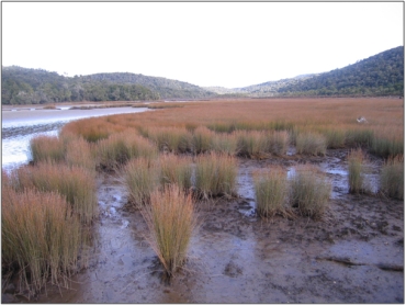 Tautuku River Mouth Marsh (2007)