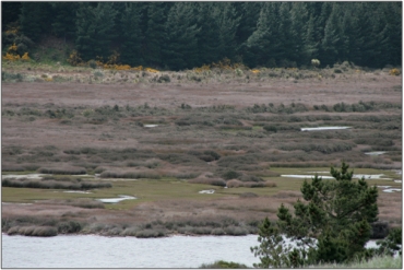 Tokmairiro River Swamp (2010)