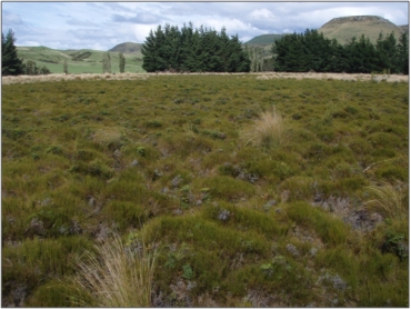 Wire rush and tangle fern in the centre of the eastern wetland, Trig Y Bogs (March 2011)