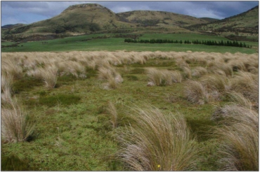 Bog vegetation at the southern end of the western wetland, Trig Y Bogs (March 2011)