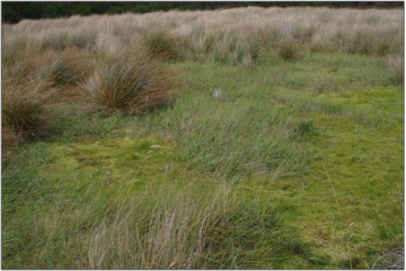 Fen vegetation on a terrace of the Mokoreta River tributary, western wetland, Trig Y Bogs (March 2011)