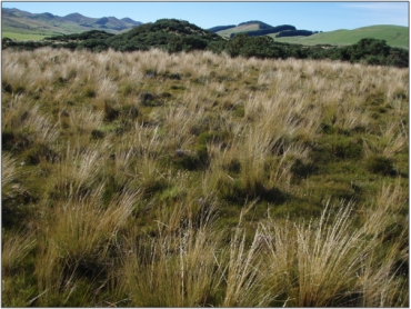 Raised bog vegetation on Cairn Road Bog, dominated by red tussock and wire rush (March 2011)