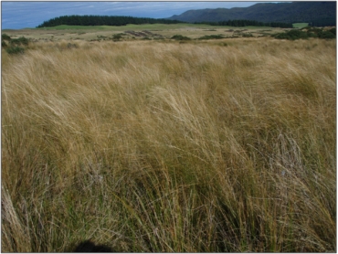 Fen vegetation north of the Waipahi River tributary, dominated by red tussock. (March 2011)