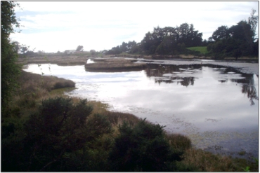 Coutts Gully Swamp (March 2011)