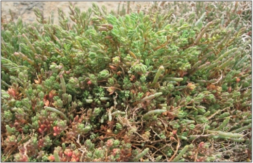 Sea blite (Suaeda novae-zelandiae, red-green and multi-lobed) with some glasswort (Sarcocornia quinqueflora, long and pale green) (2009)