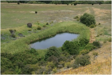 Campbells Reserve Pond Margins (January 2010)